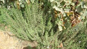 Rosemary